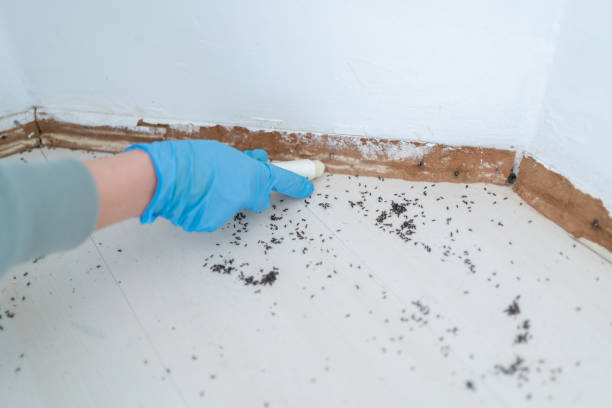 Best Termite Control Services  in Mariposa, CA